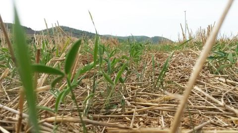 Le sainfoin, ici avec du blé dur, est avec la luzerne l’un des couverts semi-permanents qui s’adapte le mieux au climat méditerranéen. © I. Escoffier Le sainfoin, ici avec du blé dur, est avec la luzerne l’un des couverts semi-permanents qui s’adapte le mieux au climat méditerranéen. © I. Escoffier